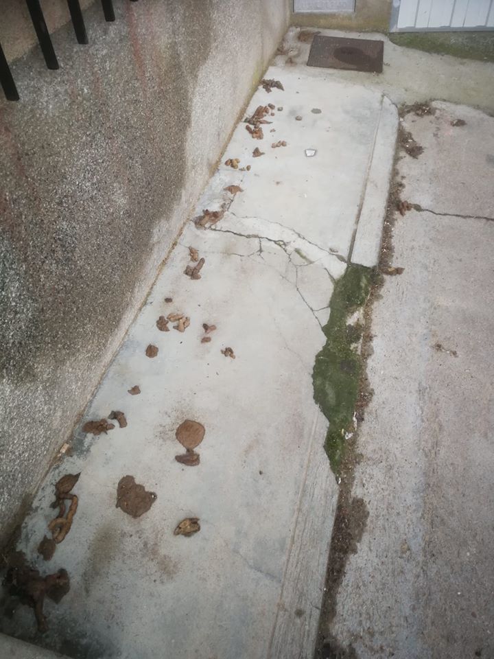 <strong>El PSOE de Fuentelape&ntilde;a pide a la Alcald&iacute;a la limpieza urgente de excrementos felinos y fumigaci&oacute;n de la Calle El Tejar</strong>