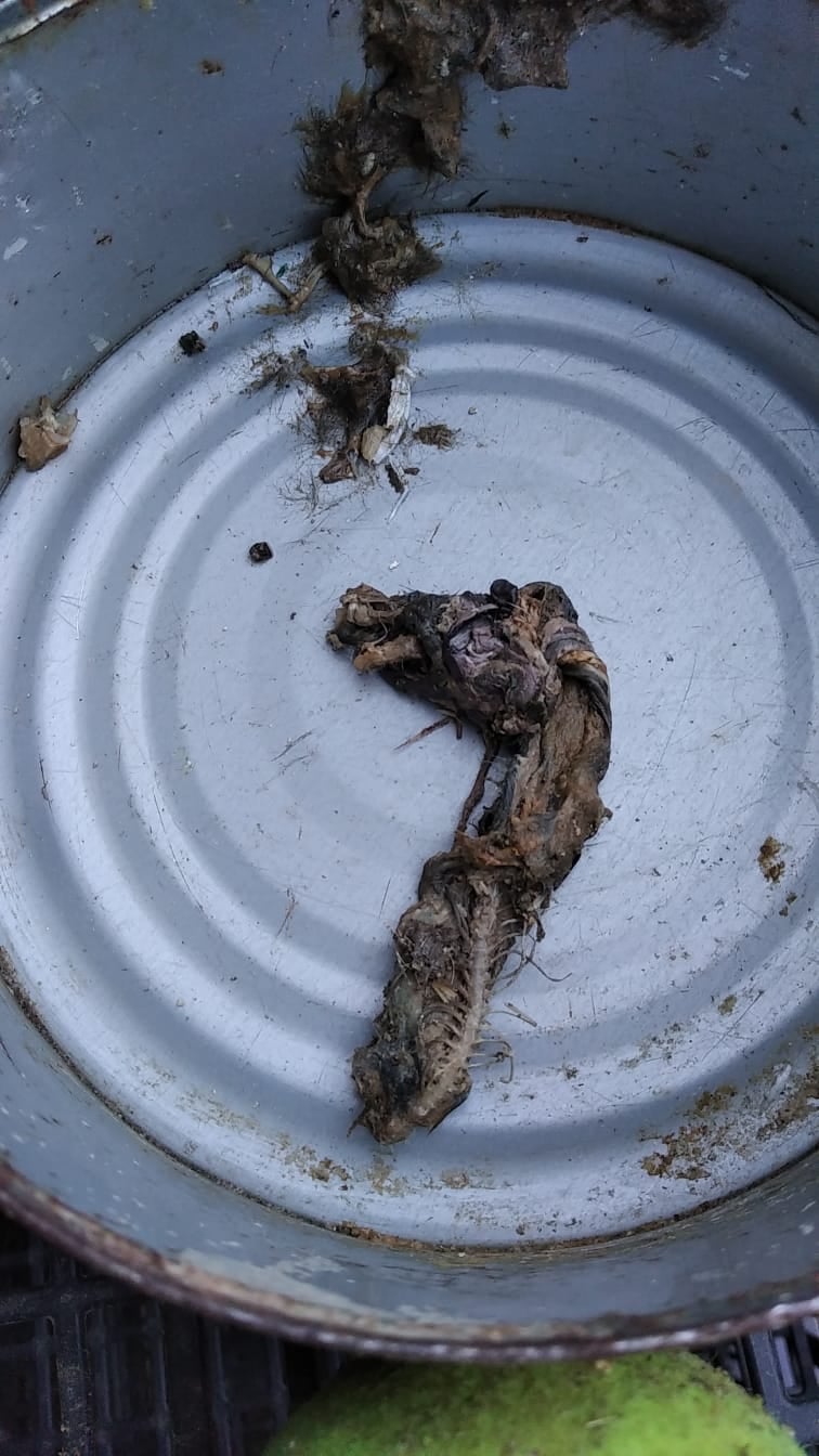 <div><strong>El PSOE denuncia la aparici&oacute;n de animales en descomposici&oacute;n en el agua potable de Santa Mar&iacute;a de Valverde</strong></div>