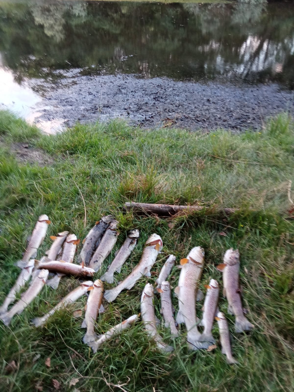 <strong>El PSOE pide explicaciones a la Junta de Castilla y Le&oacute;n sobre la aparici&oacute;n de truchas muertas en el R&iacute;o Castro en Sanabria</strong>